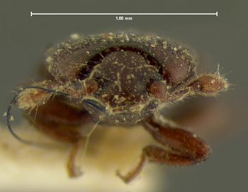 Media type: image;   Entomology 6826 Aspect: head frontal view